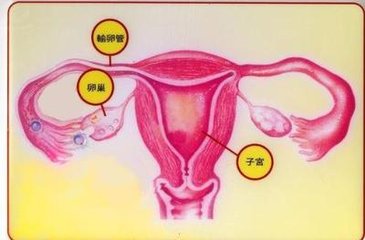 判断多囊卵巢的方法有哪些?
